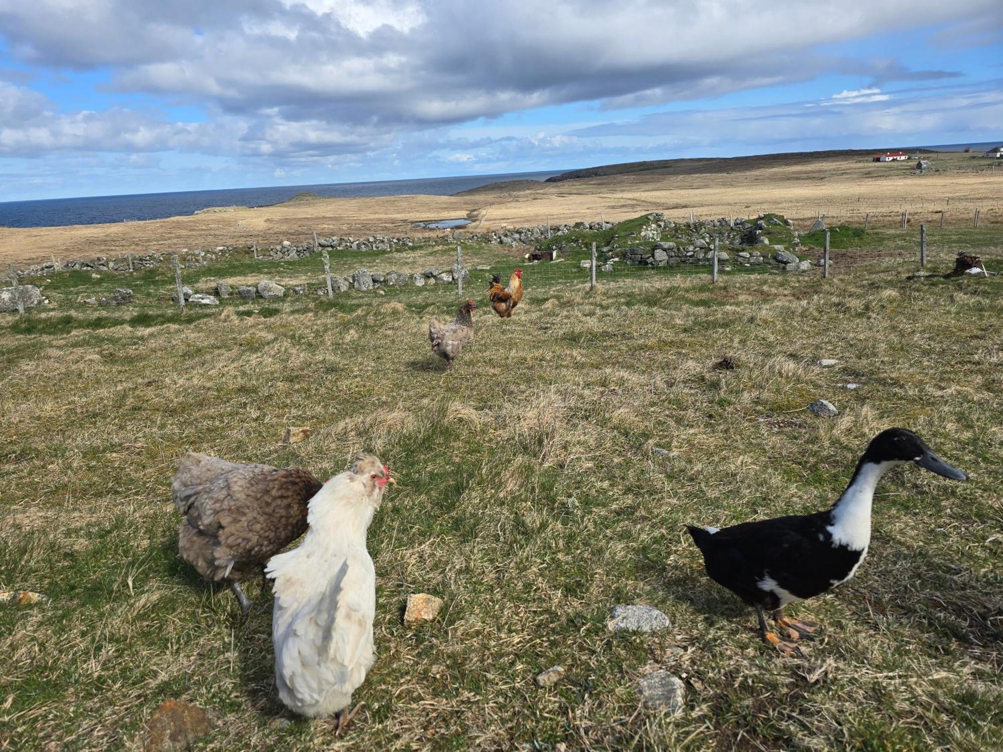 Vila Squealing Pig Bothy Barvas Exteriér fotografie