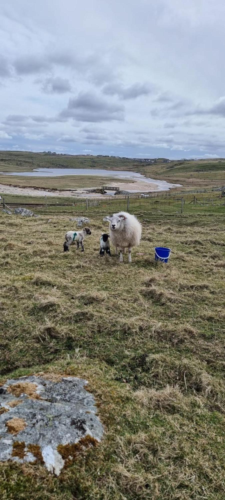 Vila Squealing Pig Bothy Barvas Exteriér fotografie
